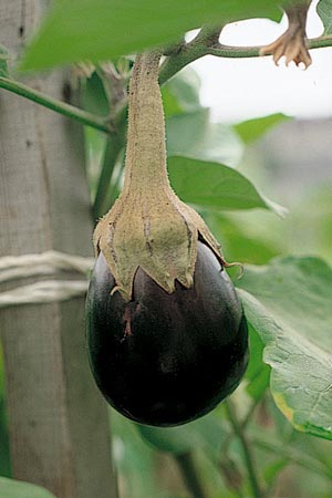 病害虫 生理障害情報 野菜栽培での病気 害虫 生理障害情報 タキイの野菜 タキイ種苗