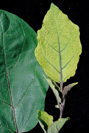 病害虫 生理障害情報 野菜栽培での病気 害虫 生理障害情報 タキイの野菜 タキイ種苗