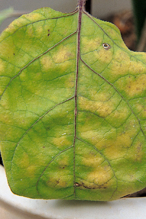 病害虫 生理障害情報 野菜栽培での病気 害虫 生理障害情報 タキイの野菜 タキイ種苗