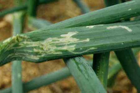 病害虫 生理障害情報 野菜栽培での病気 害虫 生理障害情報 タキイの野菜 タキイ種苗