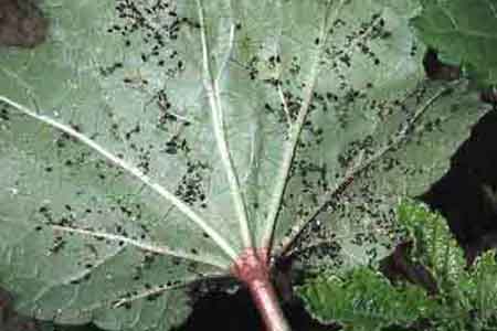 病害虫 生理障害情報 野菜栽培での病気 害虫 生理障害情報 タキイの野菜 タキイ種苗