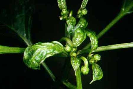 病害虫 生理障害情報 野菜栽培での病気 害虫 生理障害情報 タキイの野菜 タキイ種苗