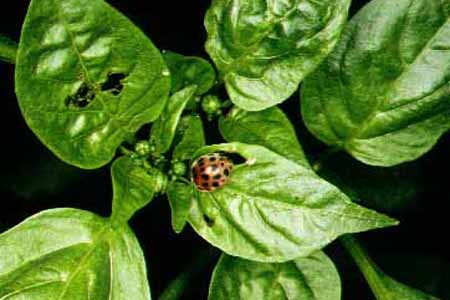 病害虫 生理障害情報 野菜栽培での病気 害虫 生理障害情報 タキイの野菜 タキイ種苗