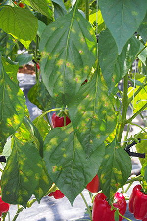 病害虫 生理障害情報 野菜栽培での病気 害虫 生理障害情報 タキイの野菜 タキイ種苗