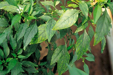 病害虫 生理障害情報 野菜栽培での病気 害虫 生理障害情報 タキイの野菜 タキイ種苗