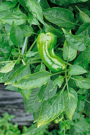 病害虫 生理障害情報 野菜栽培での病気 害虫 生理障害情報 タキイの野菜 タキイ種苗