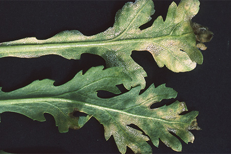 病害虫 生理障害情報 野菜栽培での病気 害虫 生理障害情報 タキイの野菜 タキイ種苗