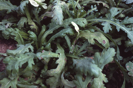 病害虫 生理障害情報 野菜栽培での病気 害虫 生理障害情報 タキイの野菜 タキイ種苗