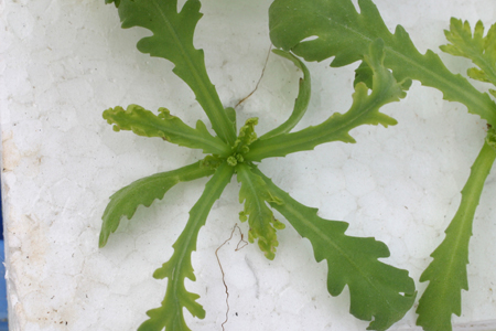 病害虫 生理障害情報 野菜栽培での病気 害虫 生理障害情報 タキイの野菜 タキイ種苗