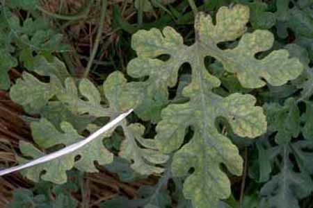 病害虫 生理障害情報 野菜栽培での病気 害虫 生理障害情報 タキイの野菜 タキイ種苗