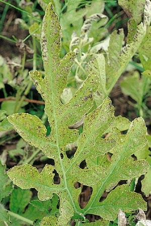 病害虫 生理障害情報 野菜栽培での病気 害虫 生理障害情報 タキイの野菜 タキイ種苗