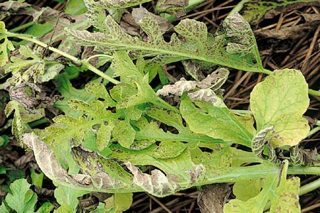 病害虫 生理障害情報 野菜栽培での病気 害虫 生理障害情報 タキイの野菜 タキイ種苗