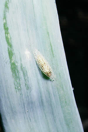 病害虫 生理障害情報 野菜栽培での病気 害虫 生理障害情報 タキイの野菜 タキイ種苗