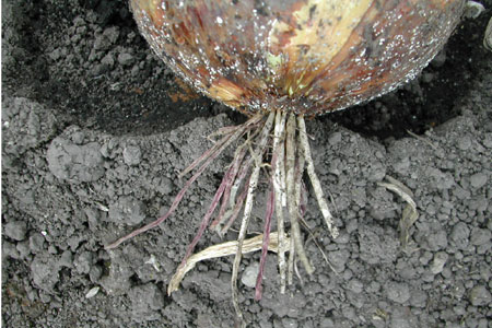 病害虫 生理障害情報 野菜栽培での病気 害虫 生理障害情報 タキイの野菜 タキイ種苗