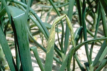 病害虫 生理障害情報 野菜栽培での病気 害虫 生理障害情報 タキイの野菜 タキイ種苗