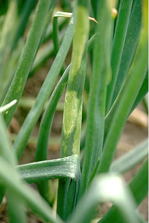 病害虫 生理障害情報 野菜栽培での病気 害虫 生理障害情報 タキイの野菜 タキイ種苗