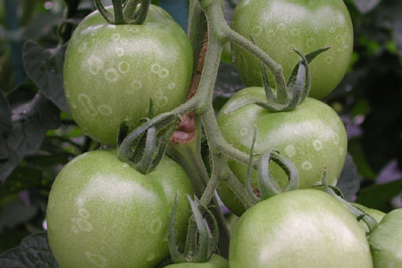 病害虫 生理障害情報 野菜栽培での病気 害虫 生理障害情報 タキイの野菜 タキイ種苗