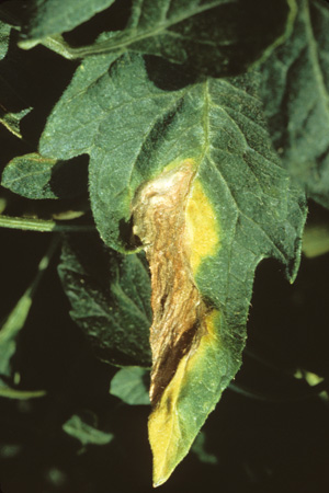 病害虫 生理障害情報 野菜栽培での病気 害虫 生理障害情報 タキイの野菜 タキイ種苗