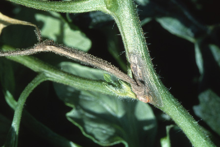 病害虫 生理障害情報 野菜栽培での病気 害虫 生理障害情報 タキイの野菜 タキイ種苗