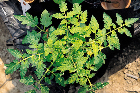 病害虫 生理障害情報 野菜栽培での病気 害虫 生理障害情報 タキイの野菜 タキイ種苗