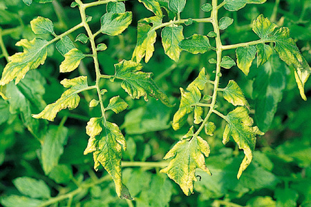 病害虫 生理障害情報 野菜栽培での病気 害虫 生理障害情報 タキイの野菜 タキイ種苗