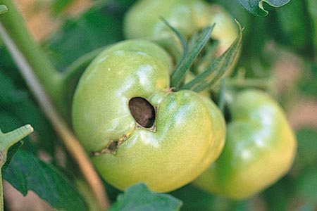 病害虫 生理障害情報 野菜栽培での病気 害虫 生理障害情報 タキイの野菜 タキイ種苗