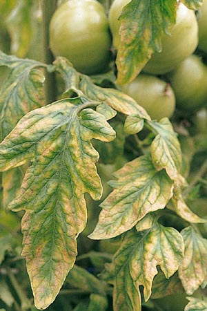 病害虫 生理障害情報 野菜栽培での病気 害虫 生理障害情報 タキイの野菜 タキイ種苗