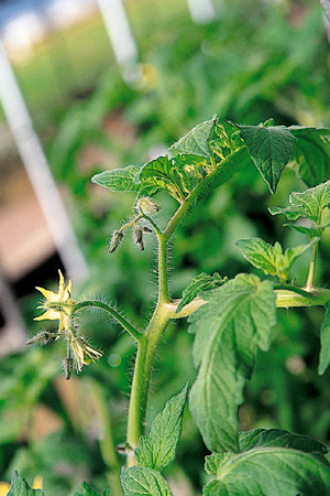 病害虫 生理障害情報 野菜栽培での病気 害虫 生理障害情報 タキイの野菜 タキイ種苗