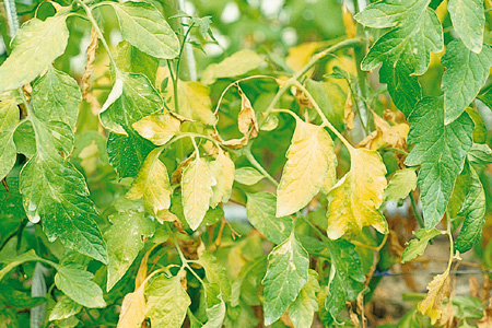 病害虫 生理障害情報 野菜栽培での病気 害虫 生理障害情報 タキイの野菜 タキイ種苗