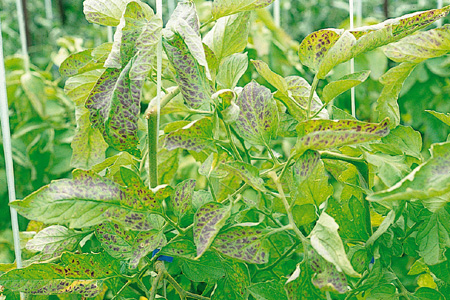 病害虫 生理障害情報 野菜栽培での病気 害虫 生理障害情報 タキイの野菜 タキイ種苗