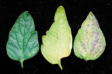 病害虫 生理障害情報 野菜栽培での病気 害虫 生理障害情報 タキイの野菜 タキイ種苗