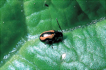 病害虫 生理障害情報 野菜栽培での病気 害虫 生理障害情報 タキイの野菜 タキイ種苗