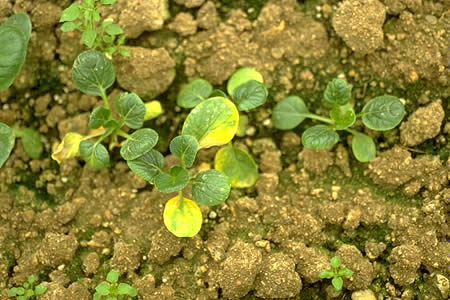 病害虫 生理障害情報 野菜栽培での病気 害虫 生理障害情報 タキイの野菜 タキイ種苗