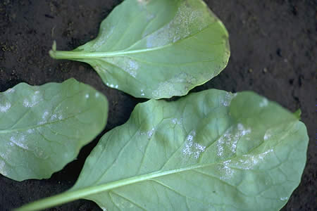 病害虫 生理障害情報 野菜栽培での病気 害虫 生理障害情報 タキイの野菜 タキイ種苗