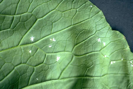 病害虫 生理障害情報 野菜栽培での病気 害虫 生理障害情報 タキイの野菜 タキイ種苗