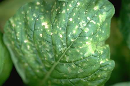 病害虫 生理障害情報 野菜栽培での病気 害虫 生理障害情報 タキイの野菜 タキイ種苗