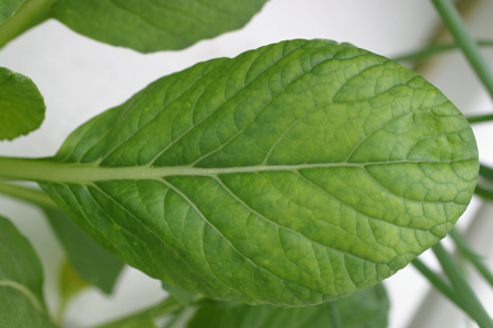 病害虫 生理障害情報 野菜栽培での病気 害虫 生理障害情報 タキイの野菜 タキイ種苗