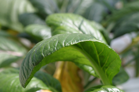 病害虫 生理障害情報 野菜栽培での病気 害虫 生理障害情報 タキイの野菜 タキイ種苗