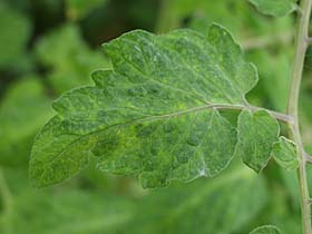 生理障害事例集 トマト養液栽培でのアルカリ障害対策 タキイの野菜 タキイ種苗