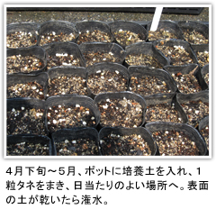 ４月下旬〜５月、ポットに培養土を入れ、１粒タネをまき、日当たりのよい場所へ。表面の土が乾いたら潅水。