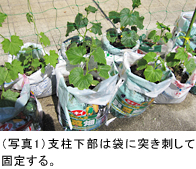 簡単に栽培できる緑のカーテン 袋で野菜をつくろう タキイ種苗株式会社