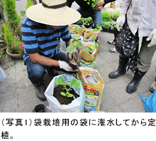 （写真1）袋栽培用の袋に潅水してから定植。