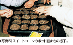 (写真5)スイートコーンのポット直まきの様子。