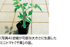 （写真4）定植が可能な大きさに生長したミニトマト「千果」の苗。