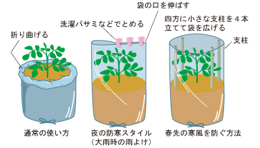 春苗の植え方 袋で野菜をつくろう タキイ種苗株式会社