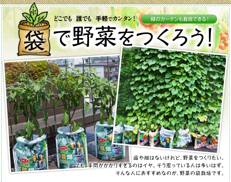 袋で野菜をつくろう タキイ種苗株式会社