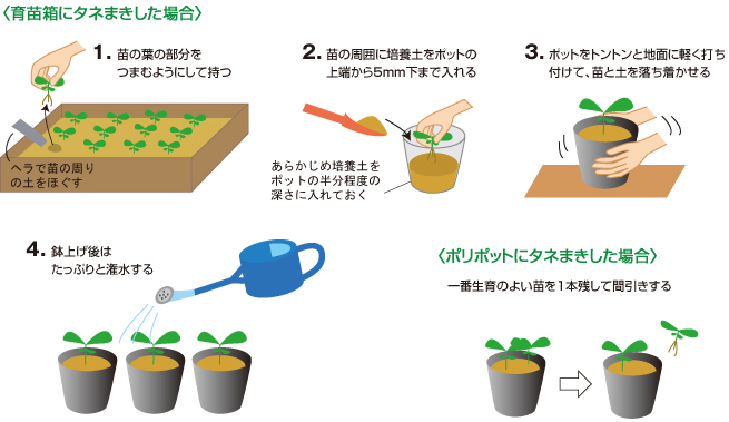 トマト 袋栽培でつくれる野菜 袋で野菜をつくろう タキイ種苗株式会社