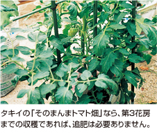 タキイの「そのまんまトマト畑」なら、第3花房までの収穫であれば、追肥は必要ありません。