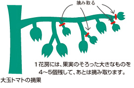 トマト 袋栽培でつくれる野菜 袋で野菜をつくろう タキイ種苗株式会社