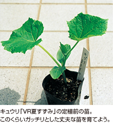 キュウリ 袋栽培でつくれる野菜 袋で野菜をつくろう タキイ種苗株式会社